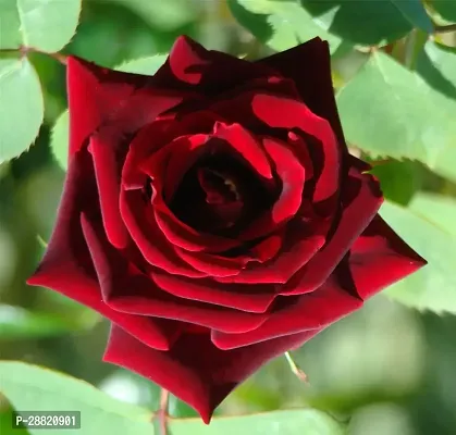 Baishnab  red rose2 Rose Plant-thumb0
