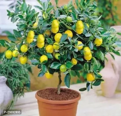 Baishnab Lemon Plant 1 lemon plant live-thumb0