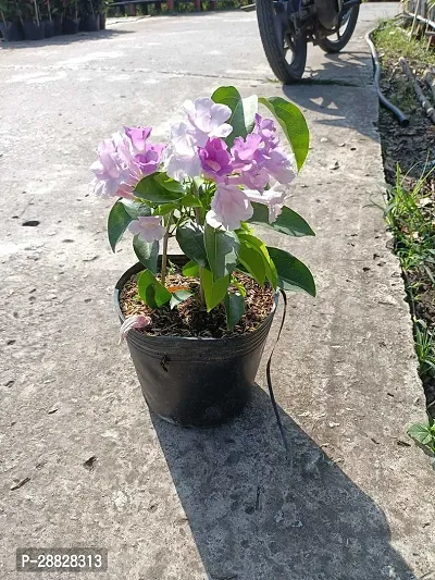 Baishnab  Baugainvillea Plant Disha000253 Baugai