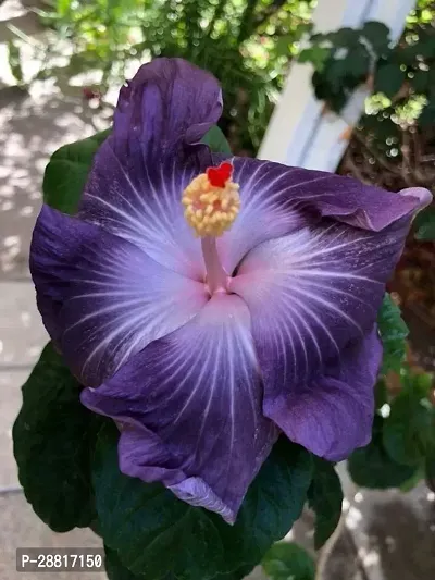 Baishnab  zst01 Hibiscus Plant