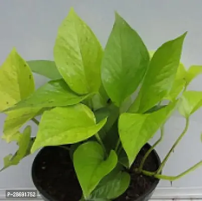 Baishnab Money Plant Saraswati GardensMoney Plant Golden Live Plant 1 Healthy Live Plant With Plastic Bag-thumb0