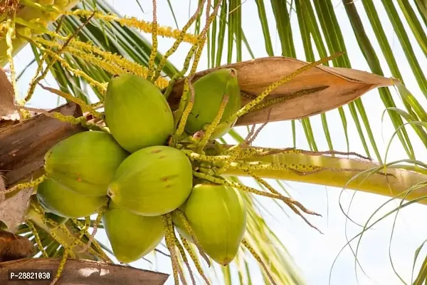 Baishnab  CYC01 Coconut Plant-thumb0