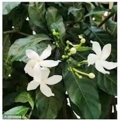 Baishnab Night Bloom Jasmine Plant Live ChandniJasmine Beautiful Flower Plant 1 Healthy Live Plant With Plastic BagS