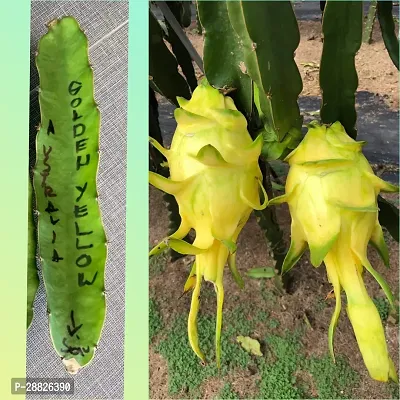 Baishnab  DRAGON FRUIT YELLOW 12 Dragon Tree-thumb0