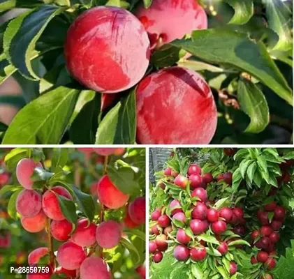 Baishnab Aloo BukharaPlum Plant Aalu bukharaAloo bukhara-thumb0