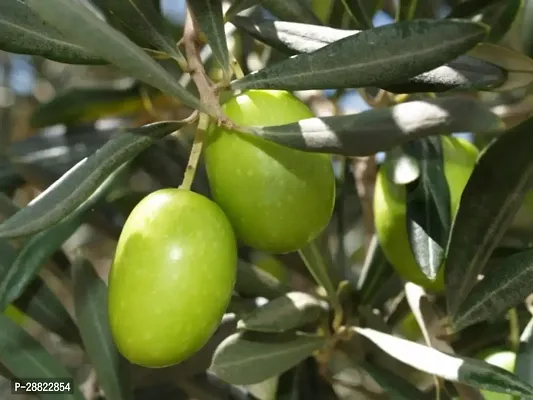 Baishnab  Indian OliveJalpaiJolpai Live Plant CF