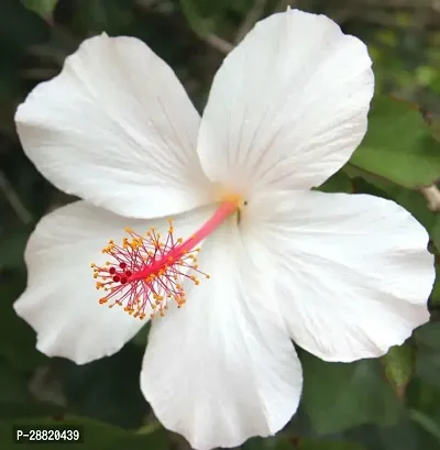 Baishnab  hibaql01 Hibiscus Plant-thumb0