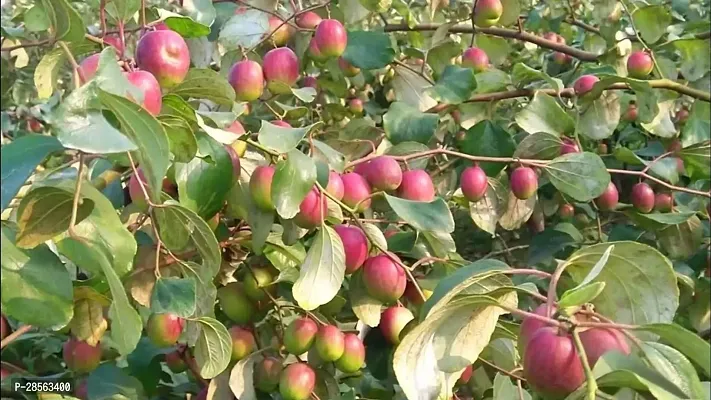 Baishnab Ber Apple Plant BHYU-thumb0