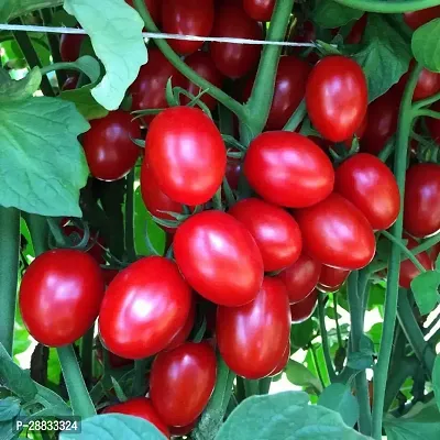 Baishnab tomato seed 100 ps vjuiHybrid Tomato Seeds Red Ruby100PIECE