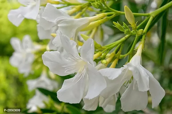 Baishnab Oleander Plant White Oleander