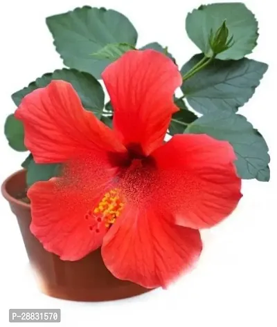 Baishnab  Hibiscus Dwarf Flower Plant Good Luck L-thumb0