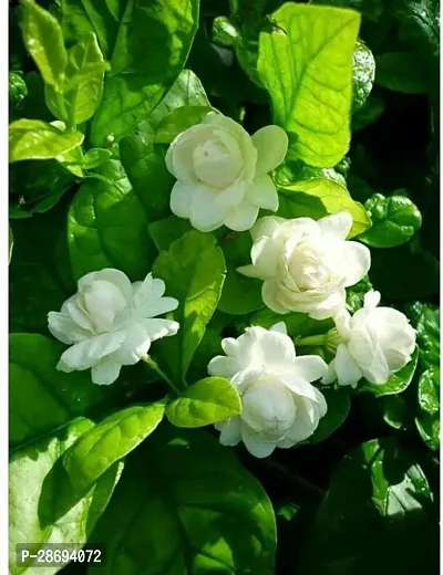 Baishnab Mogra Flowering Plant Rose Mogra Jasmine Flower Plant