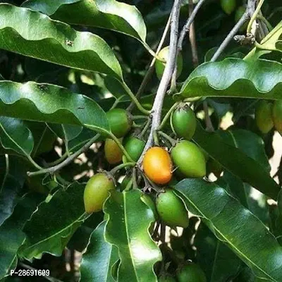 Baishnab ZZ Plant Ceylon Iron Wood, milk tree, wedge-leaved ape flower, Palu, Rayan (mochli) from plants valleys-thumb0