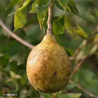 Baishnab  Wood Apple Bael plant 08 Apple Plant-thumb0