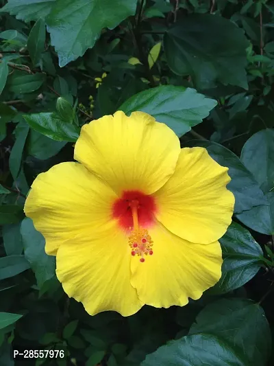 Baishnab Hibiscus Plant Hibiscus Yellow Plant-thumb3