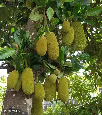 Baishnab  Hiring jackfruit plant Jackfruit Plant-thumb0