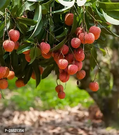 Baishnab  Biology litchi plants Litchi Plant-thumb0