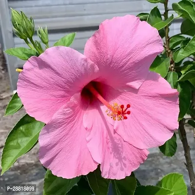 Baishnab  PinkHibiscusPlants Hibiscus Plant-thumb0