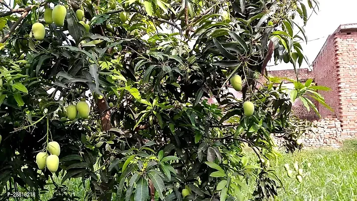 Baishnab  Safeda Mango Fruit Live Plant Mango Plant