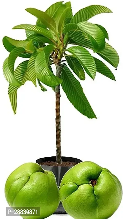 Baishnab  tree44 Elephant Apple Plant