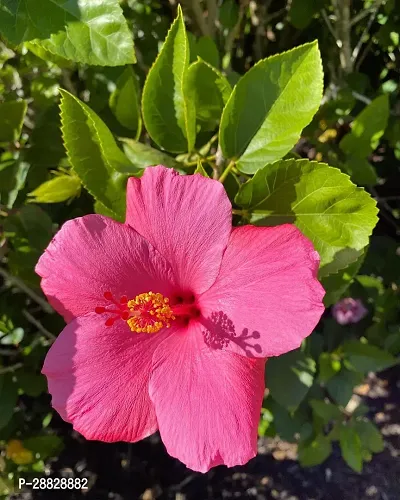 Baishnab  Hibiscus Red Live Flower Plant CF3301211