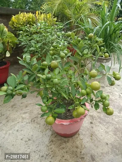 Baishnab  Lemon Plant 142 Lemon Plant-thumb0