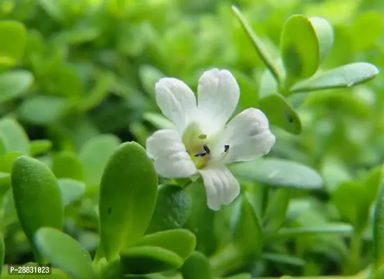 Baishnab  Bramhi Plant B002 Bacopa Monnieri-thumb0