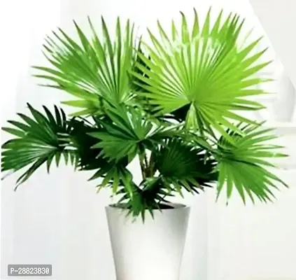 Baishnab  China Palm Plant China Palm Plant