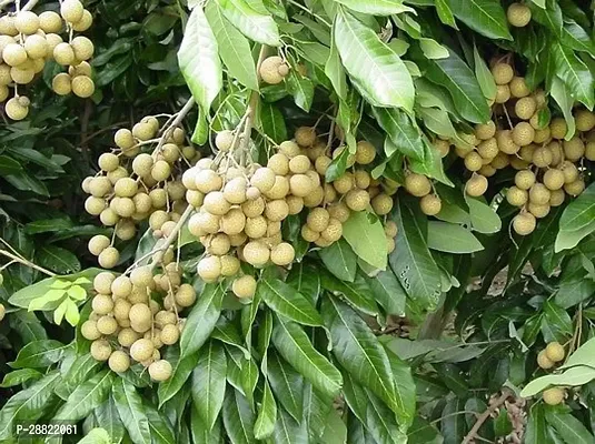 Baishnab  Rare Dwarf Longan Fruit Plant Thailand V