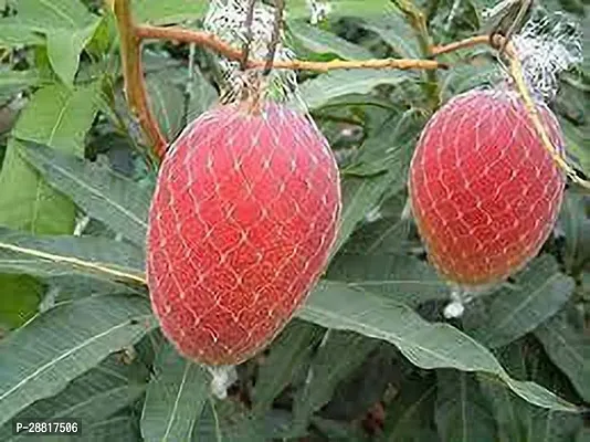 Baishnab  mango tree Mango Plant