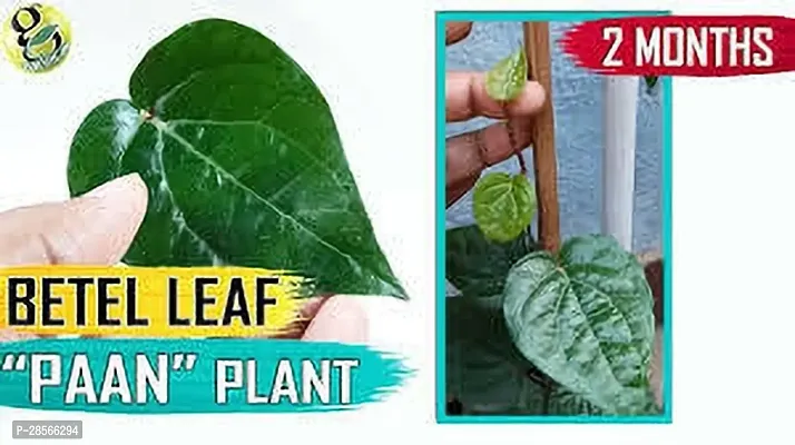 Baishnab Betel Leaf Plant BETEL LEAF PLANT AA-thumb0