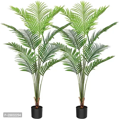 Baishnab  Areca Palm 06 Areca Palm