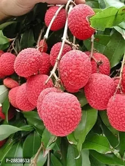 Baishnab  Lychee plant b ZZ Plant