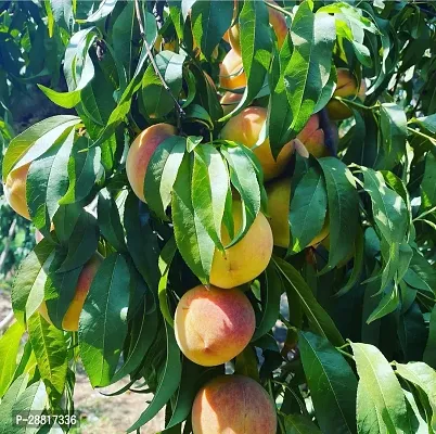 Baishnab  Mango Plant With Black Pot 07 Mango Plant