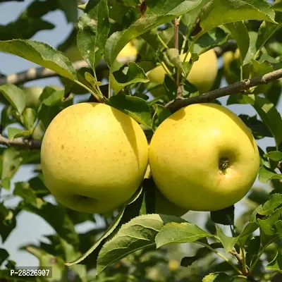 Baishnab  Apple Golden Delicious Hybrid Grafted Li-thumb0