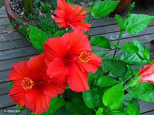 Baishnab Hibiscus Plant red hibiscus7-thumb0