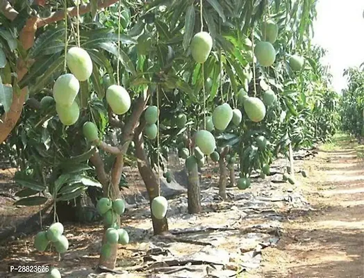 Baishnab  MangoModel nameBombay Greenplant Mango