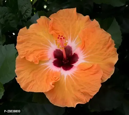 Baishnab  Hibiscus Orange Plant CF053 Hibiscus Pl-thumb0