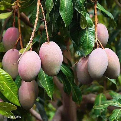 Baishnab  Mangifera Indica Mango Aam  Mango Plan-thumb0