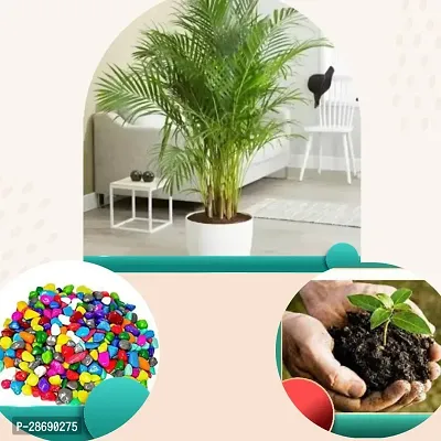 Baishnab Areca Palm Areca Palm Plant: Grow Your Way to Beauty-thumb2