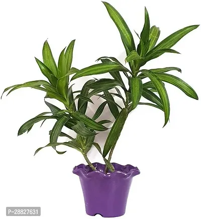 Baishnab  NATURAL PLANT Air Purifying  Cute Dracen