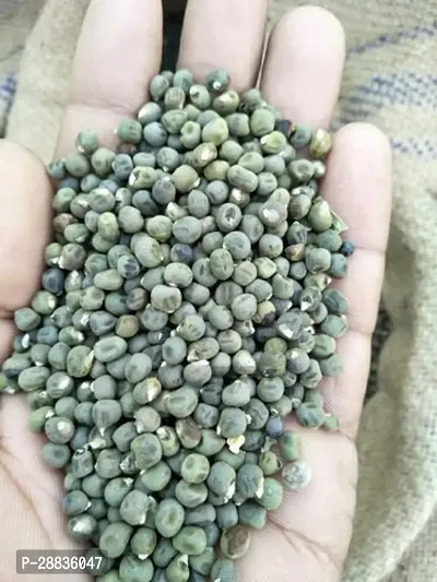 Baishnab Bhindi seed 50ps bhlady finger seeds50PIECE-thumb2