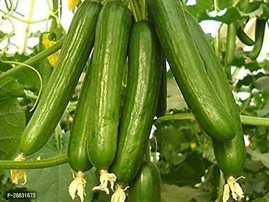 Baishnab Cucamber see 50pCucumber Seeds30PIECE-thumb0