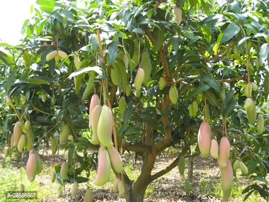 Baishnab Mango Plant Thai Exotic Hybrid Mango Plant. v5-thumb0