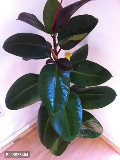 Baishnab  LR131 Rubber Tree