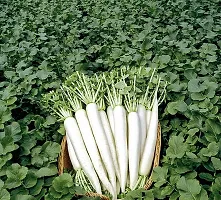 Baishnab Mulo seed 2000ps fI B F1 Hybrid Himani Radish Seeds2000PIECE-thumb1