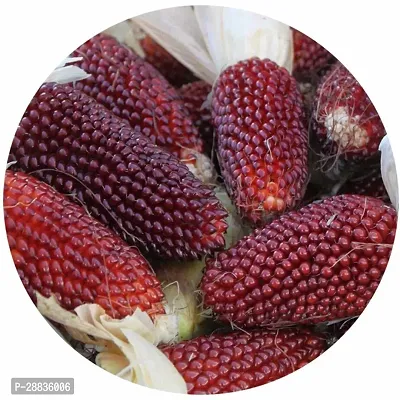 Baishnab cORN SED 40 PS AAQWECORN SEEDS 7640PIECE