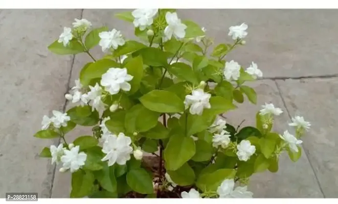 Baishnab  PLT434 Jasmine Plant-thumb0