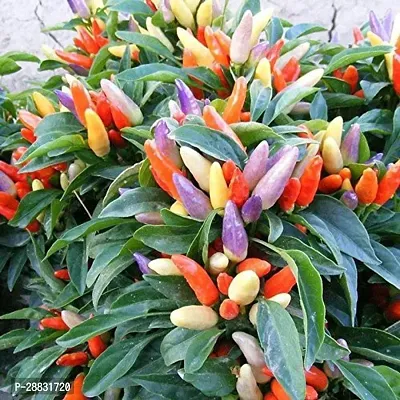 Baishnab Chili Seed  30 psOrnamental Chilly or Round Capsicum Chilli Mix Seeds Seed30PIECE-thumb0