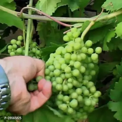 Baishnab Grape Plant Lacos grapes plant-7-thumb0